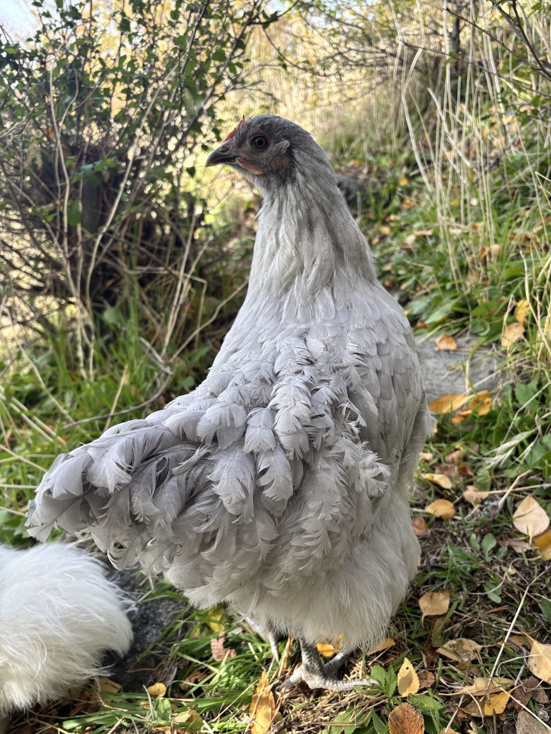 Happy chickens