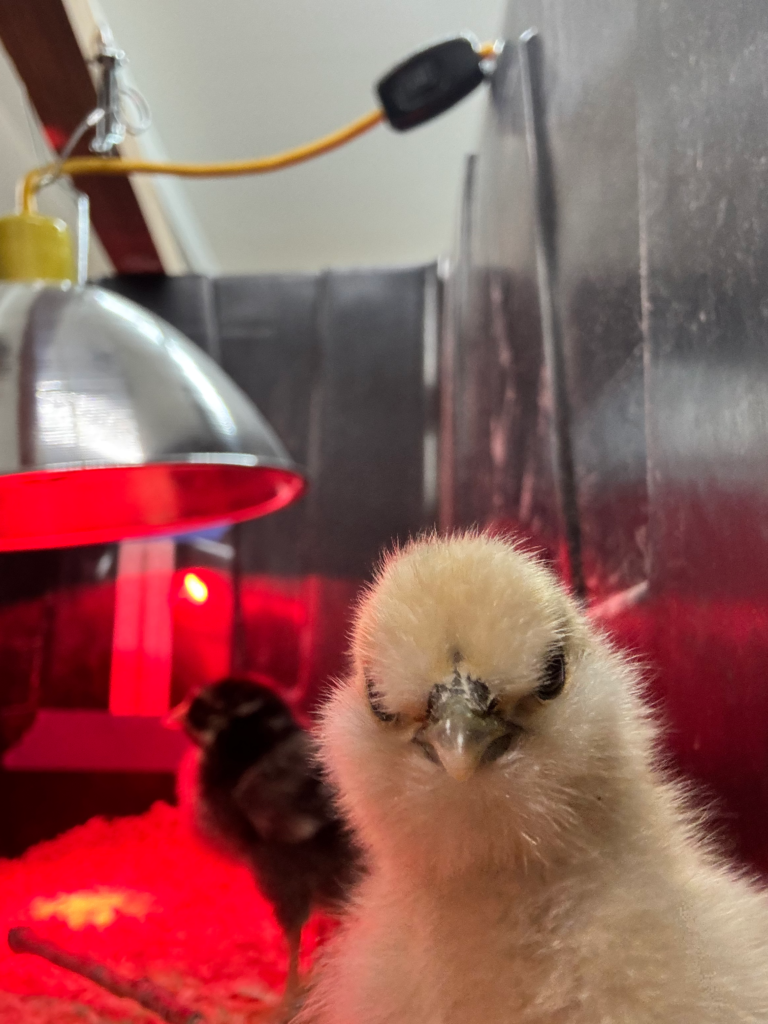 Silkie chick