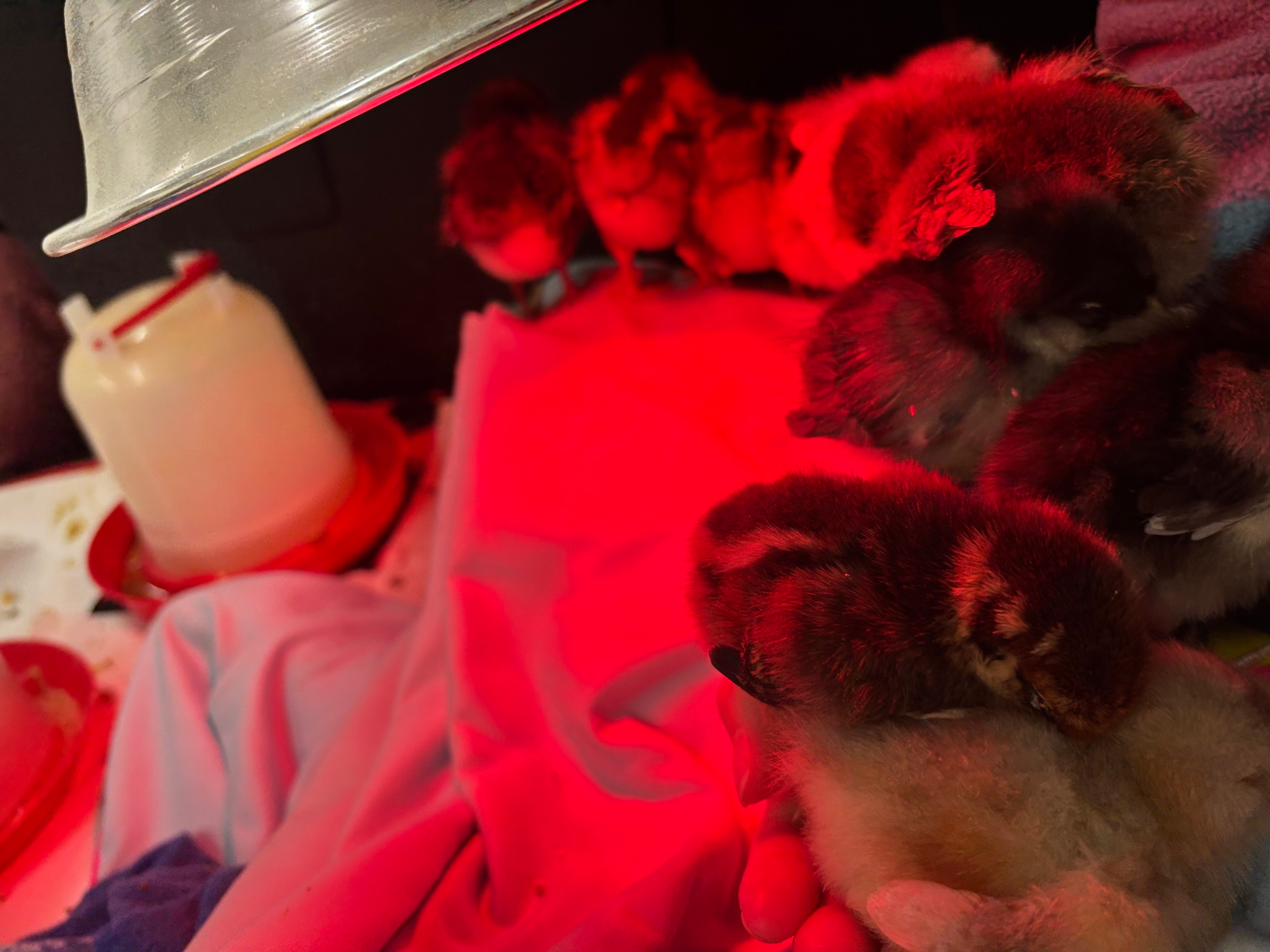 Baby chicks at The Giving Coop